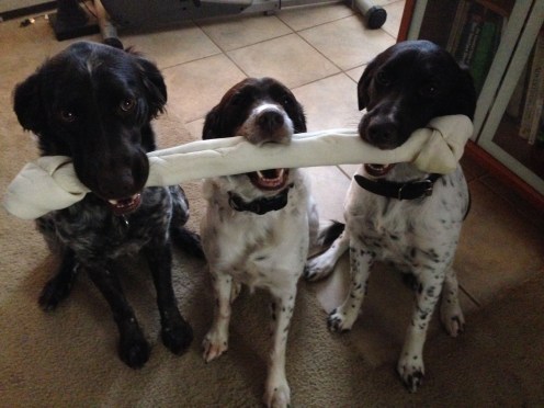 The dogs sharing their Christmas present. Alder, Litha and Breck (left to right).