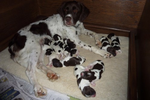 Litha nursing her puppies in her whelping box.