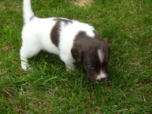 Male 4: Brown and white. Sniffing the grass.