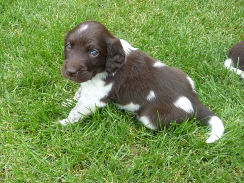 Male 2: Roan. Sitting in the grass.