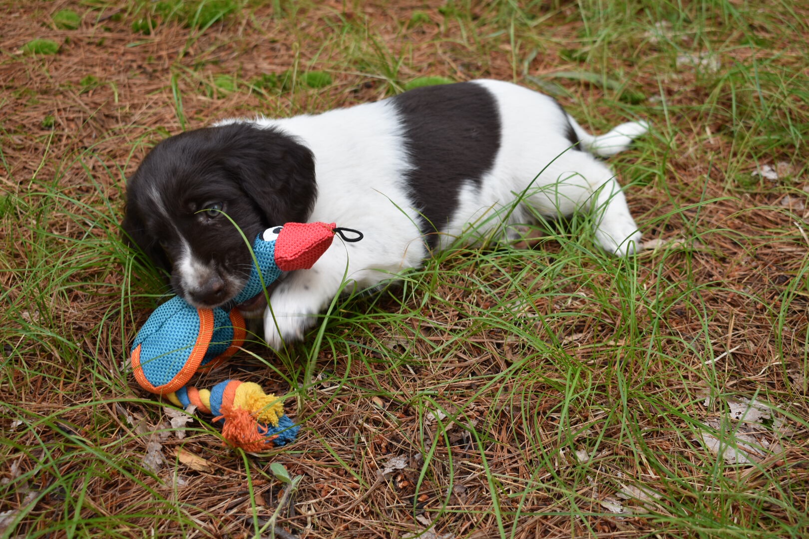 Puppy Gallery – 6 Weeks | Hunter's Moon Kennel, Breeder of Small