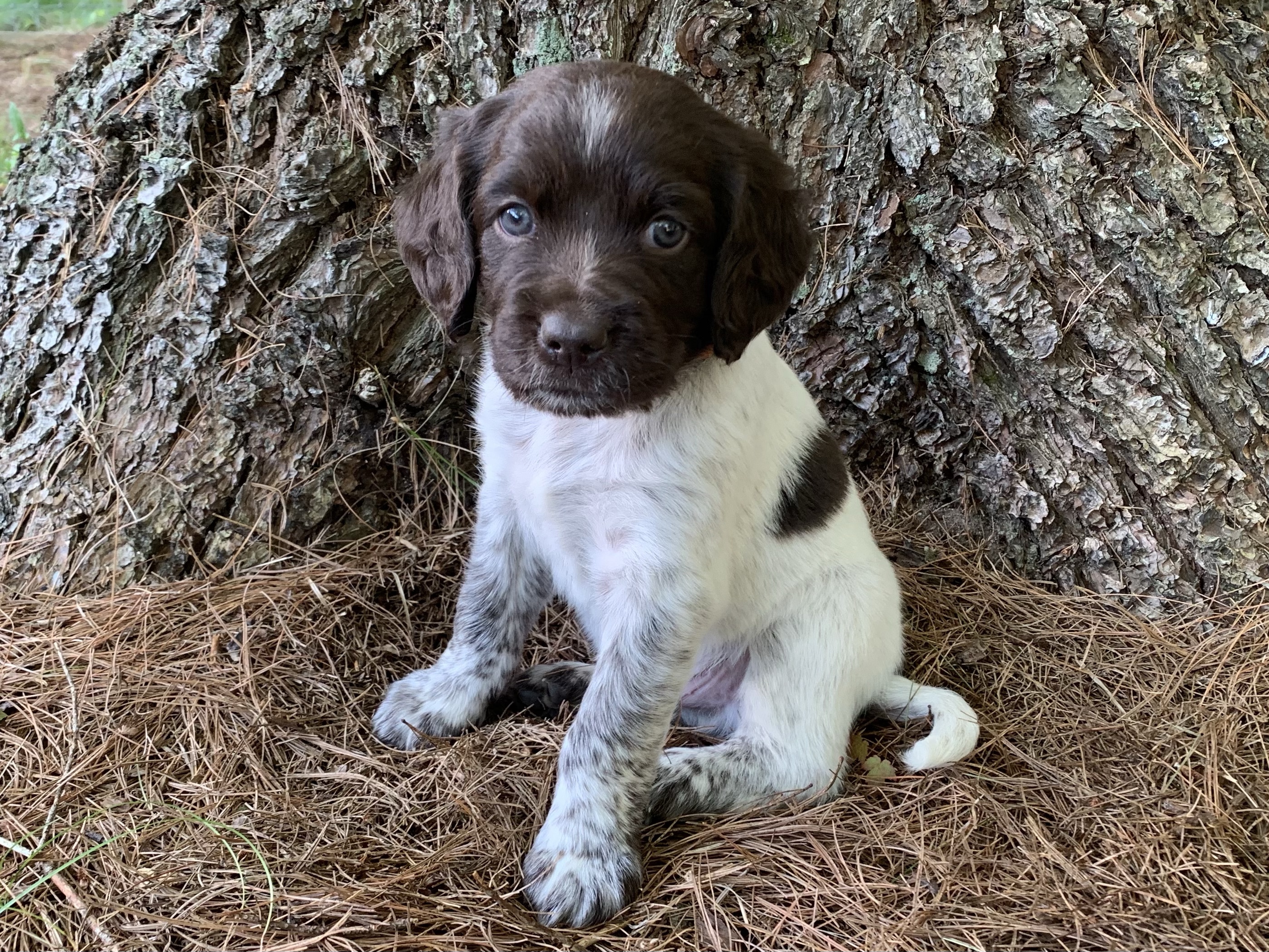 Puppy Gallery – 4 1/2 Weeks | Hunter's Moon Kennel, Breeder of
