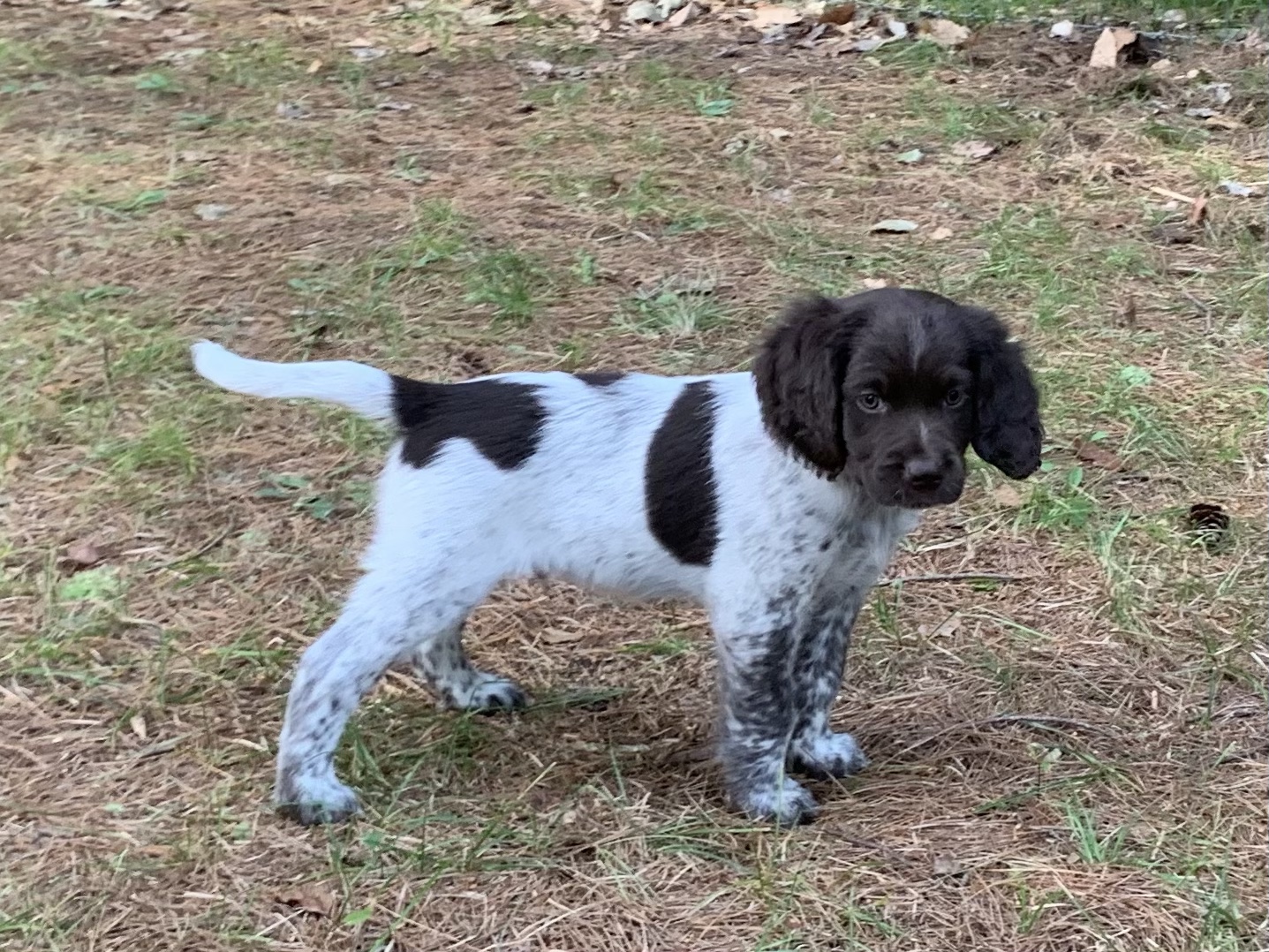Puppy Gallery – 7 Weeks | Hunter's Moon Kennel, Breeder of Small