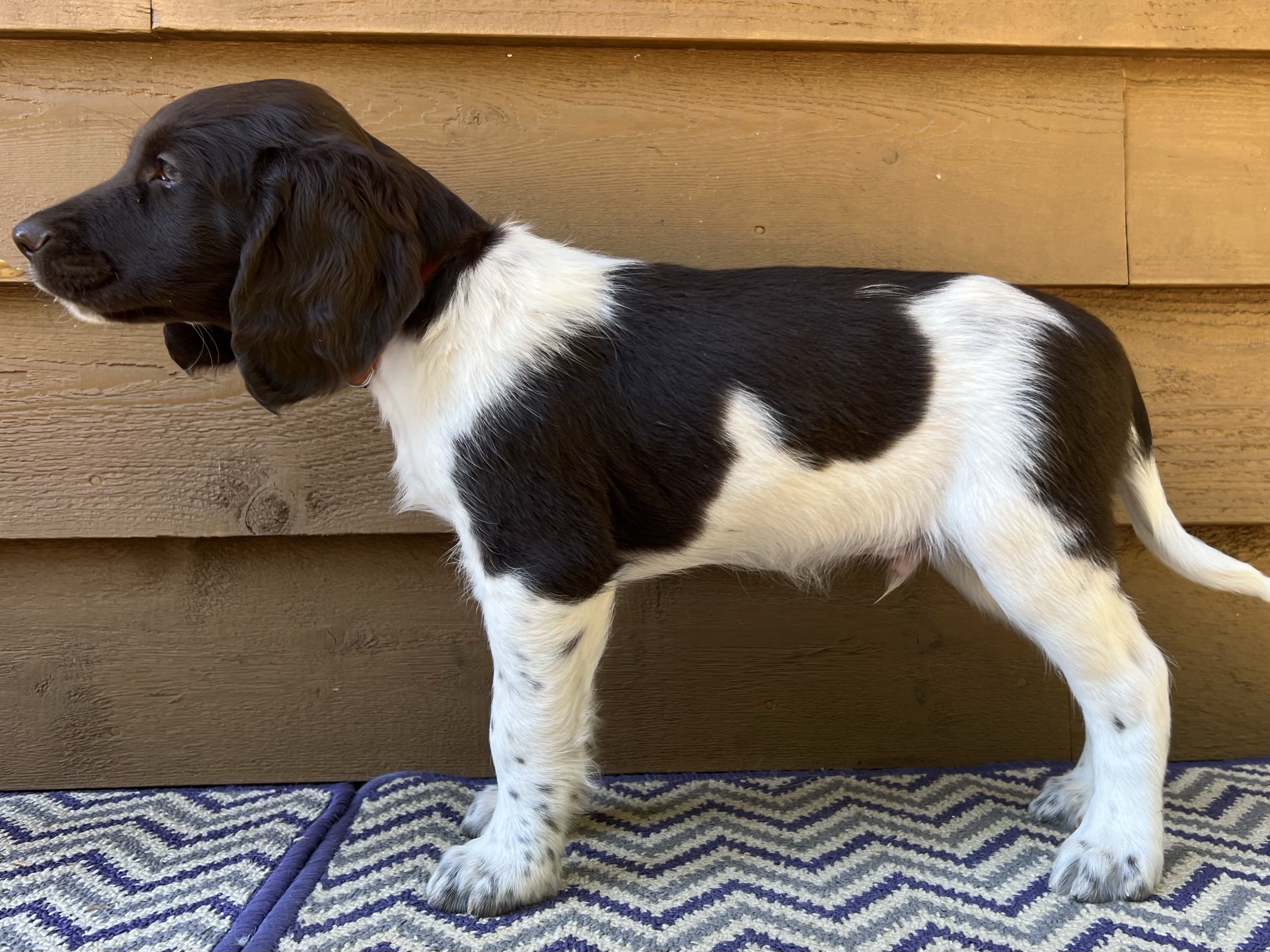 Puppy Gallery – 8 Weeks | Hunter's Moon Kennel, Breeder of Small