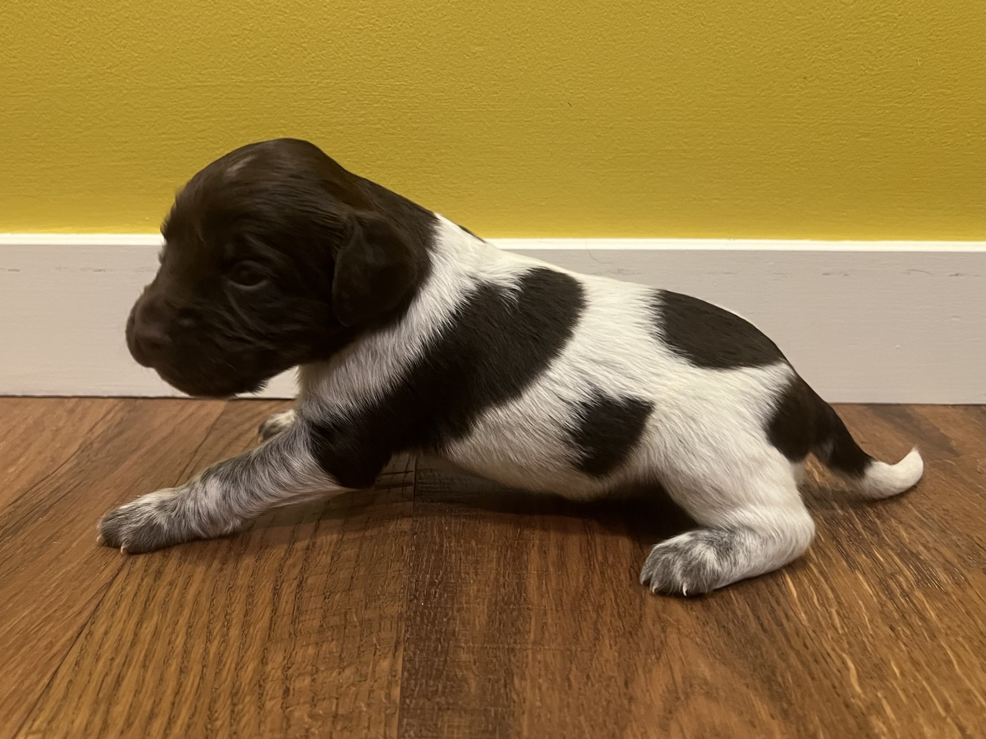 Puppy Gallery – 3 Weeks | Hunter's Moon Kennel, Breeder of Small